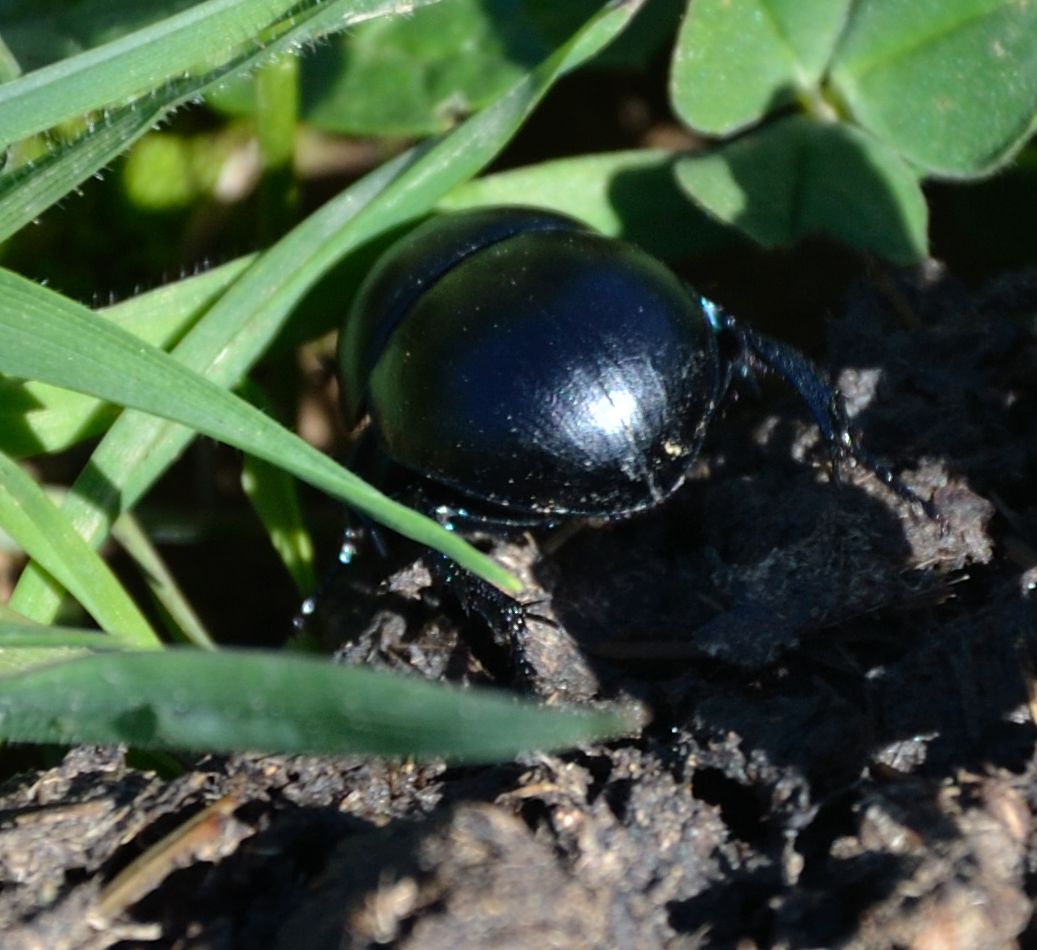 geotrupide: Jekelius intermedius