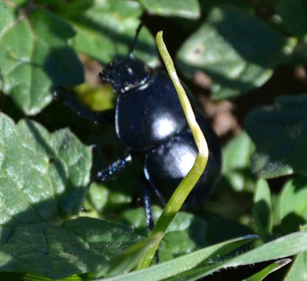 geotrupide: Jekelius intermedius