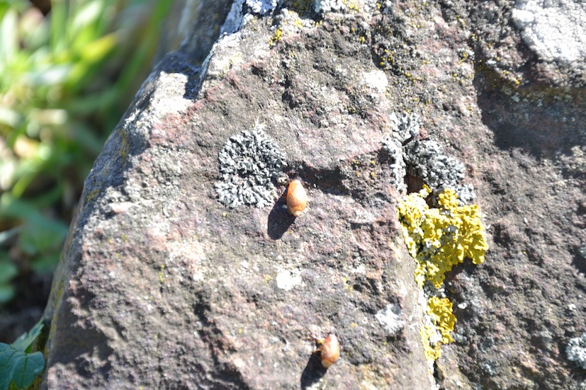 identificazione mollusco