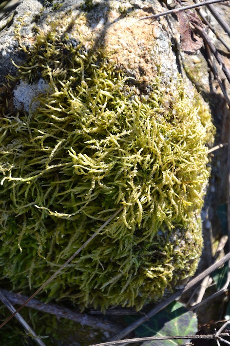 Sphagnum? No, cfr. Brachythecium rutabulum