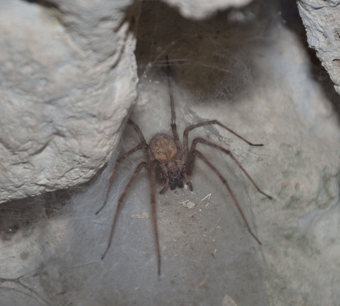 Tegenaria parietina