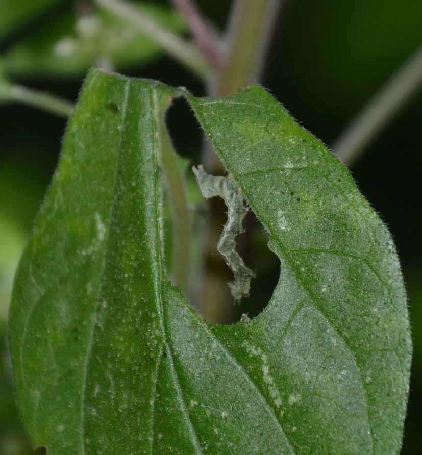 bruco noctuide