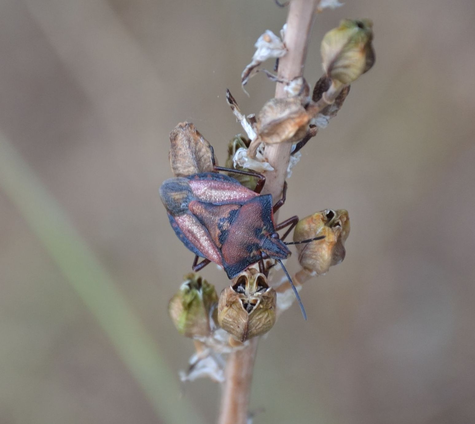 Pentatomidae: Carpocoris mediterraneus della Sicilia (PA)