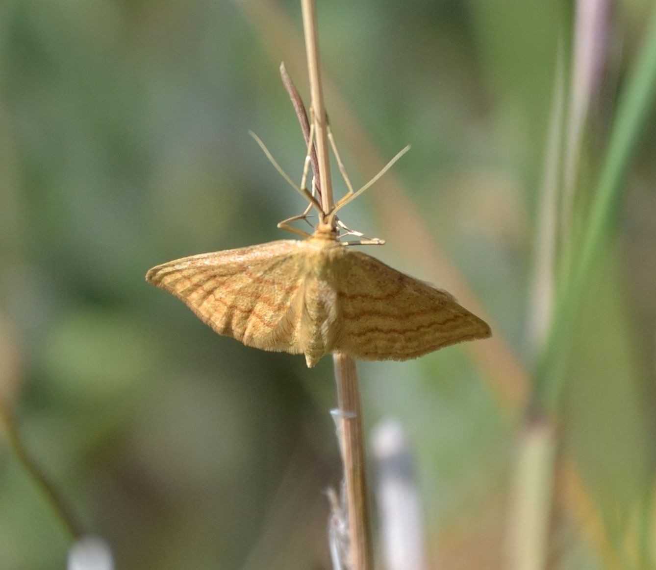 Idaea ochrata?