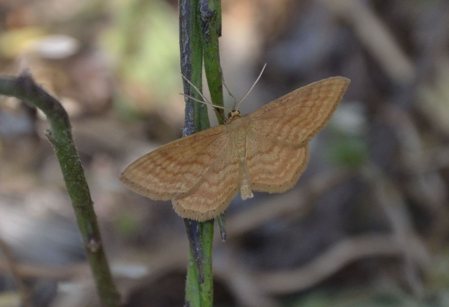 Idaea ochrata?