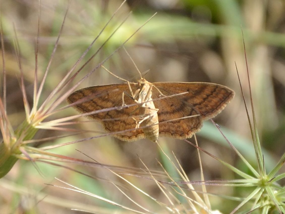 Idaea ochrata?