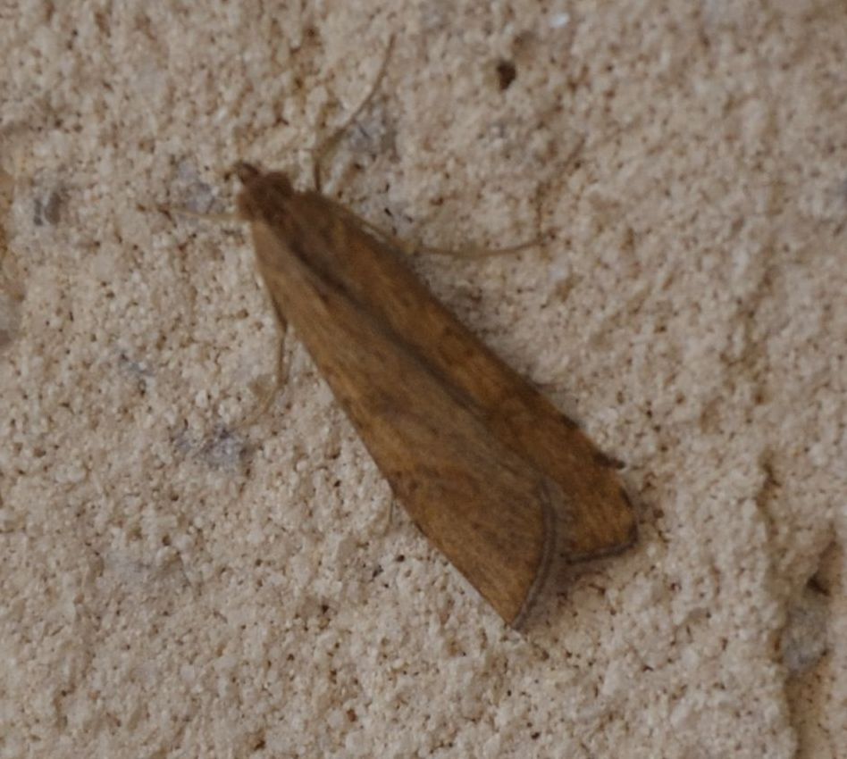 Crambidae da determinare