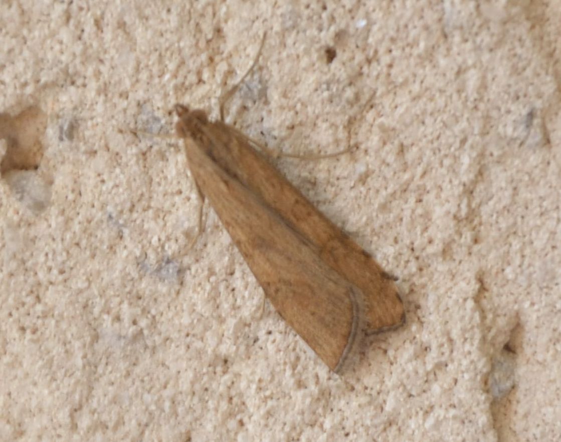 Crambidae da determinare