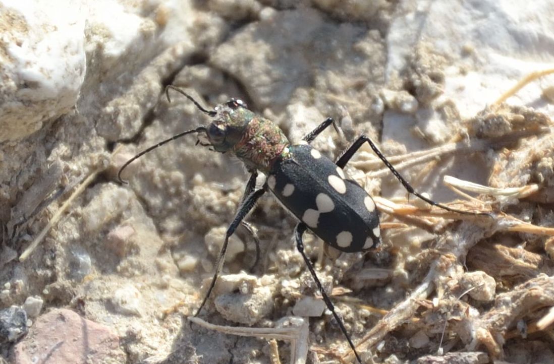 cicindela: Cassolaia maura cupreothoracica
