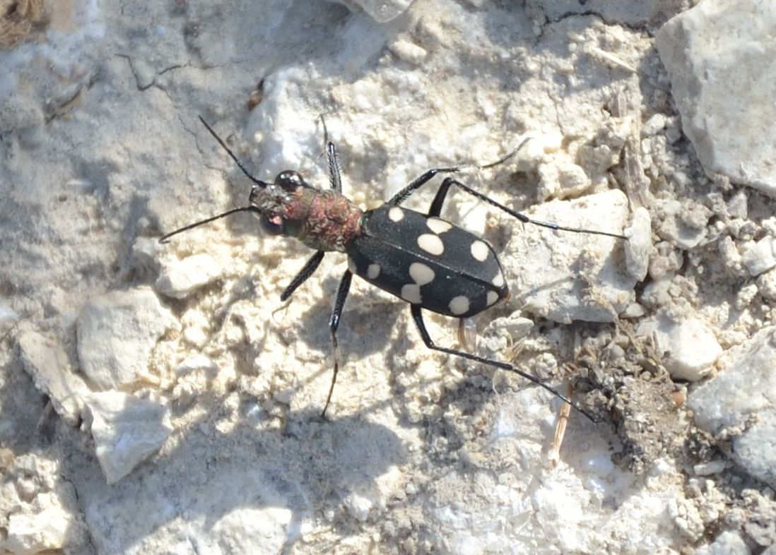 cicindela: Cassolaia maura cupreothoracica