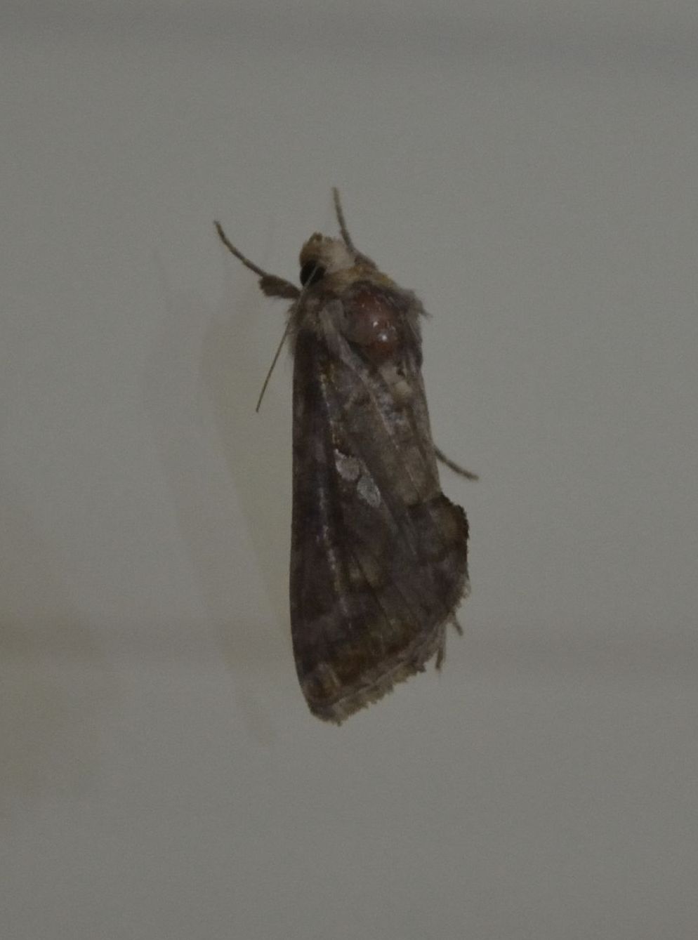 Chrysodeixis chalcites?