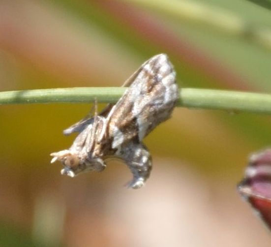 Pyralidae?