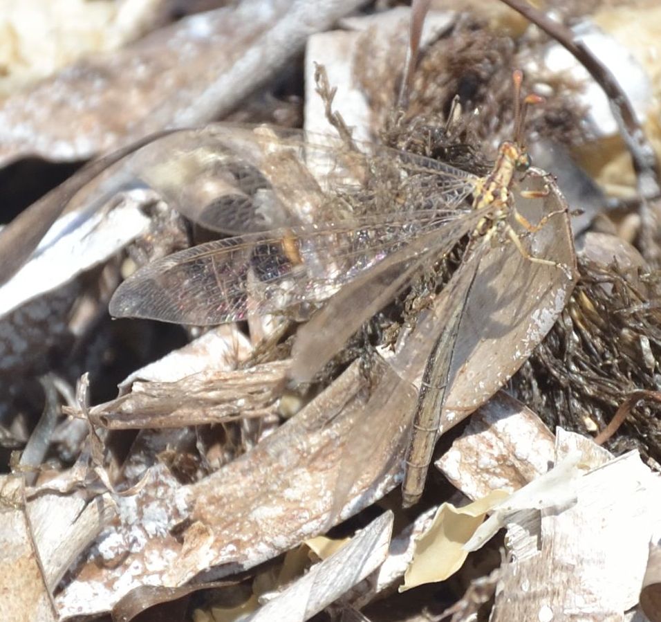 Macronemurus appendiculatus?