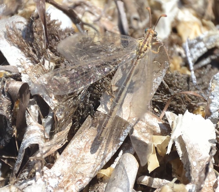 Macronemurus appendiculatus?