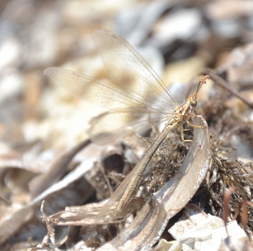 Macronemurus appendiculatus?