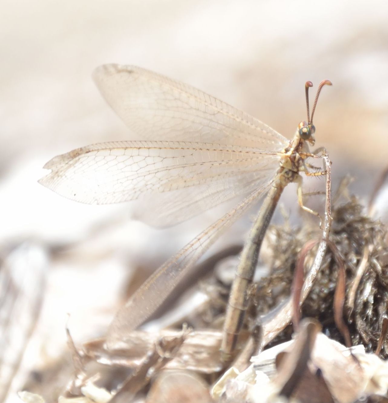 Macronemurus appendiculatus?