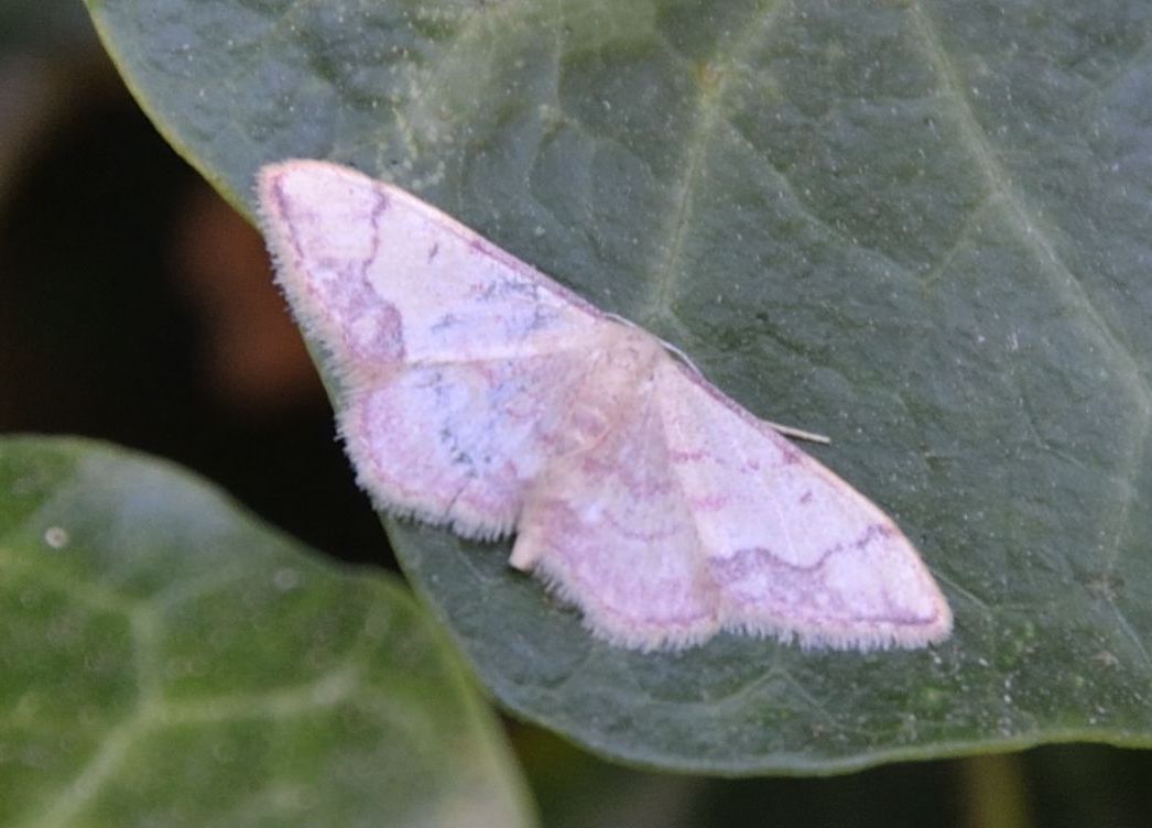 Idaea? - Idaea ostrinaria