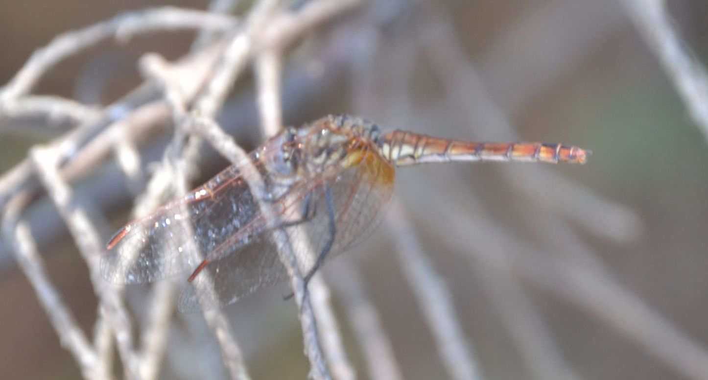 aiutino2: Trithemis annulata