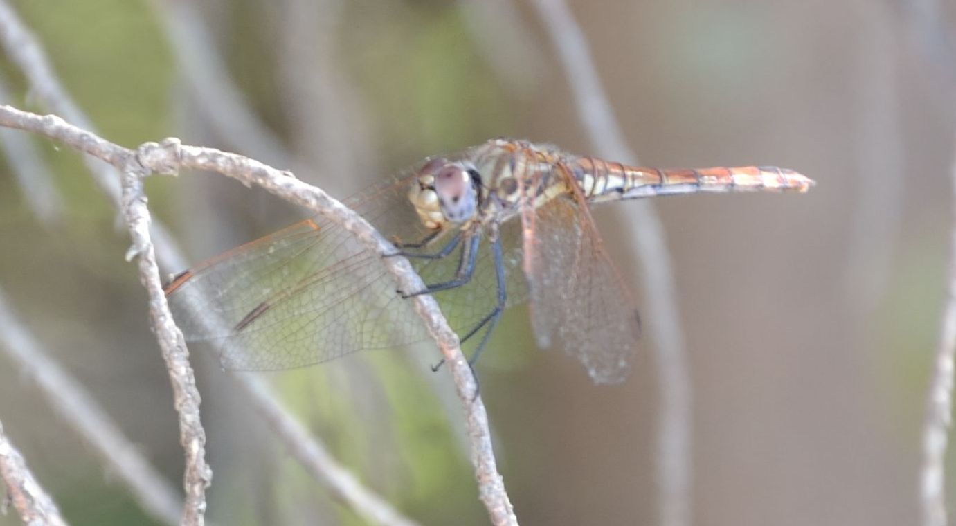 aiutino2: Trithemis annulata