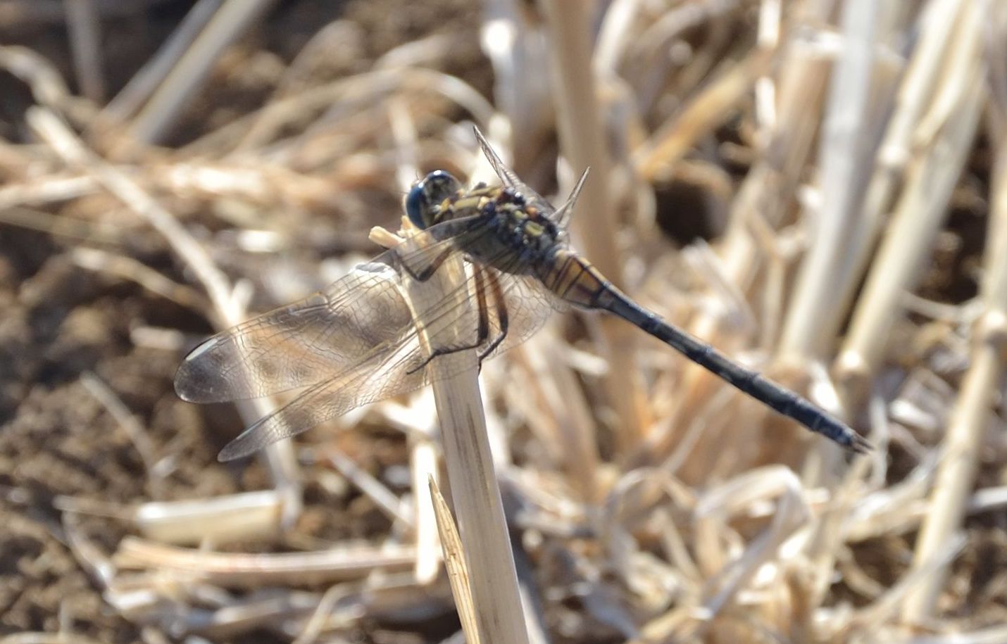 aiutino? Orthetrum trinacria