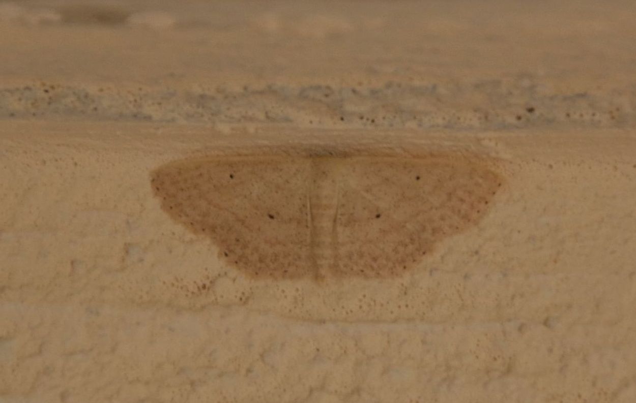 due Idaea. No, Scopula (Calothysanis) minorata