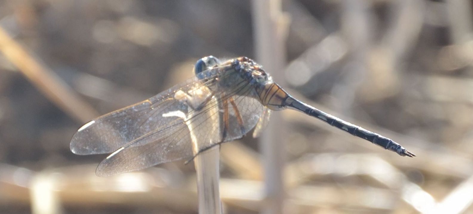 aiutino? Orthetrum trinacria