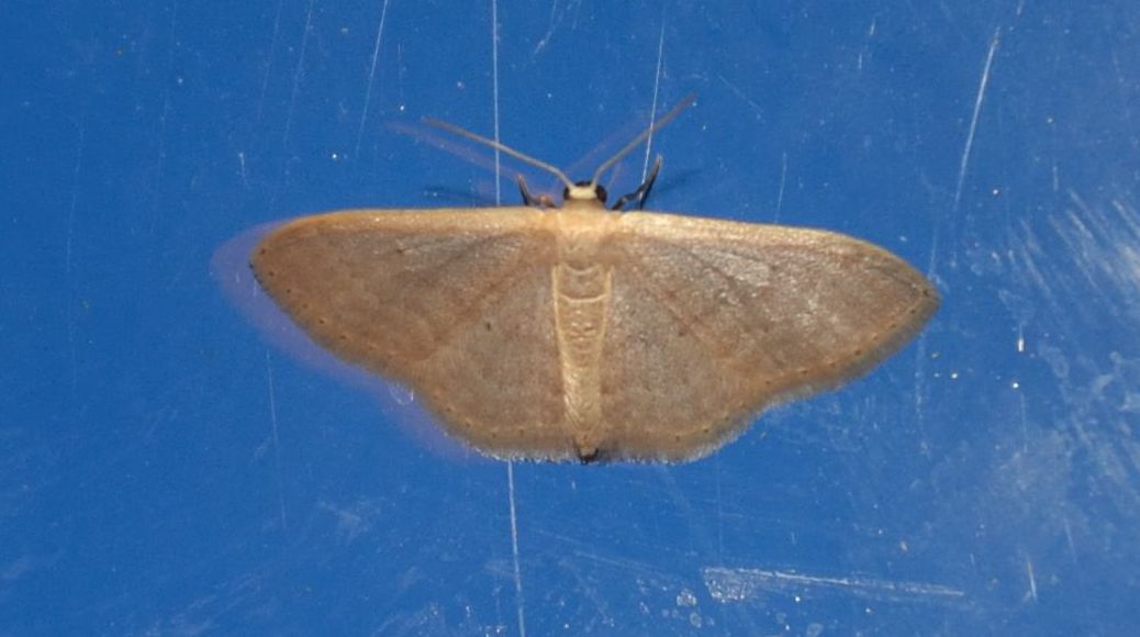 due Idaea. No, Scopula (Calothysanis) minorata