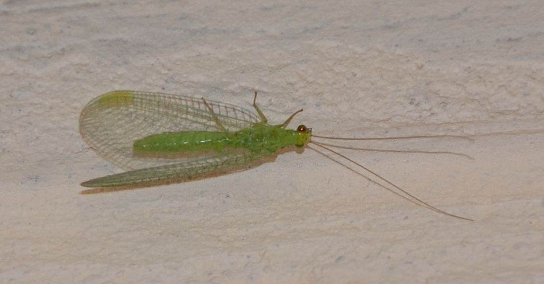 grosso Chrysopidae