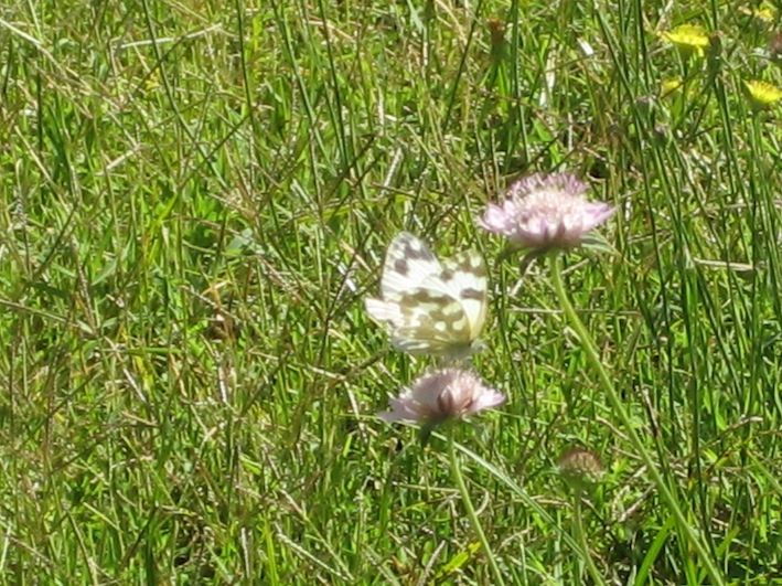 Pontia daplidice?