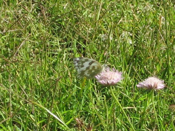 Pontia daplidice?