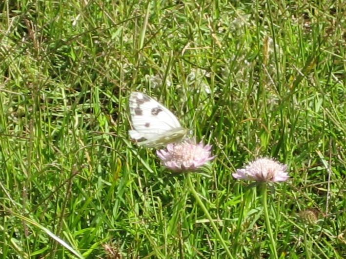 Pontia daplidice?