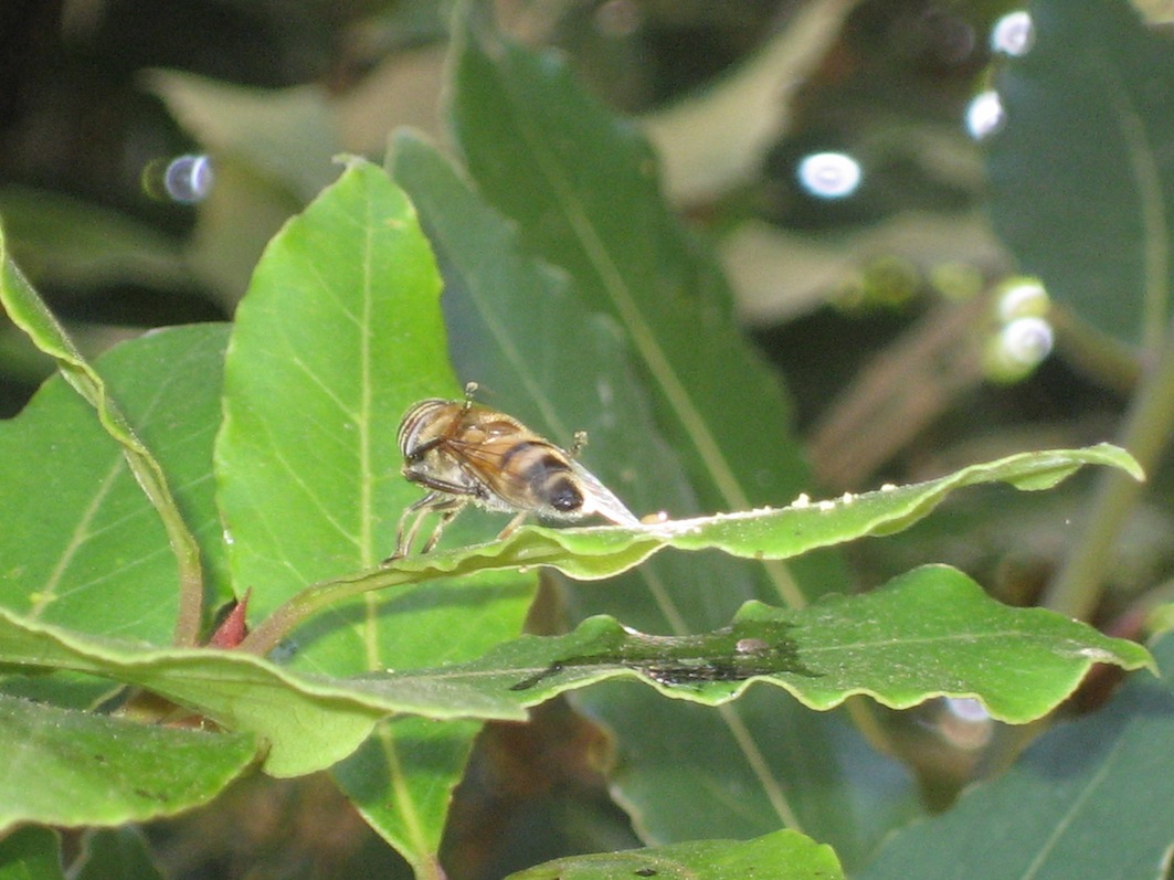 Eristalinus taeniops