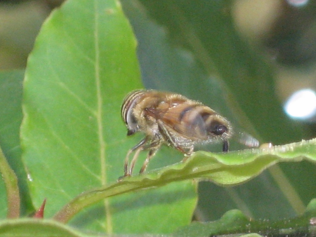 Eristalinus taeniops