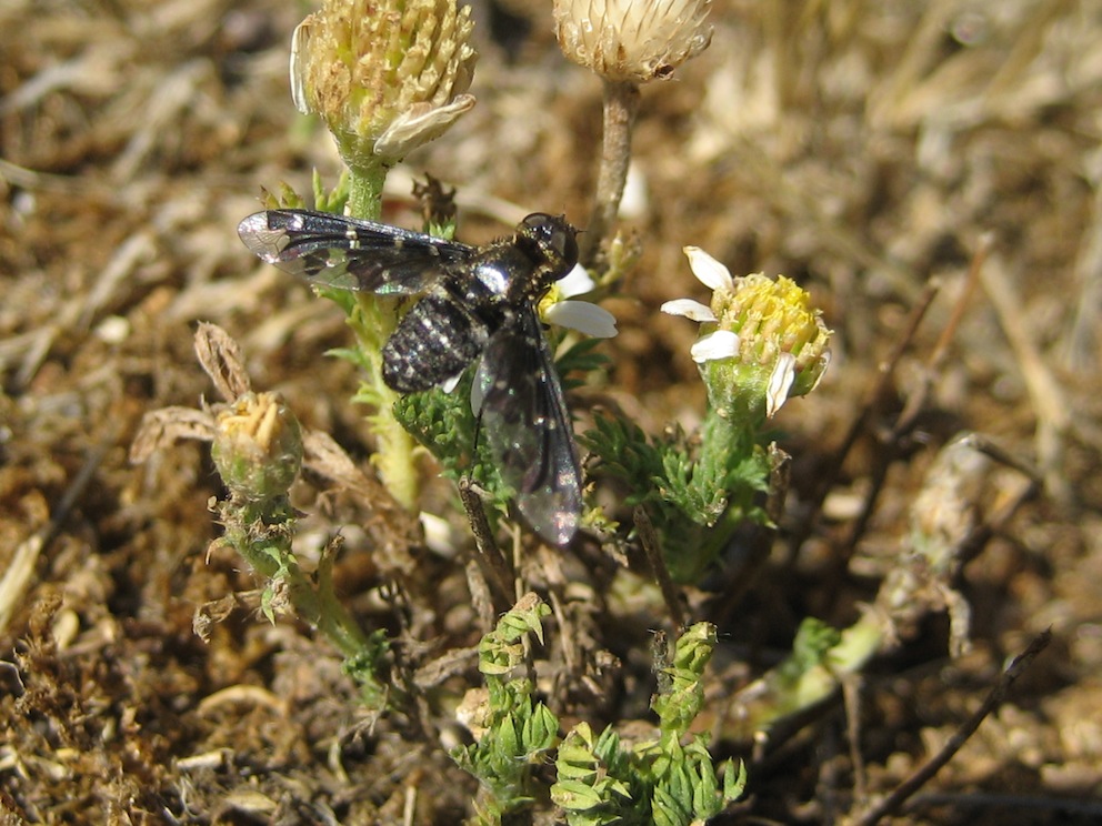 ID