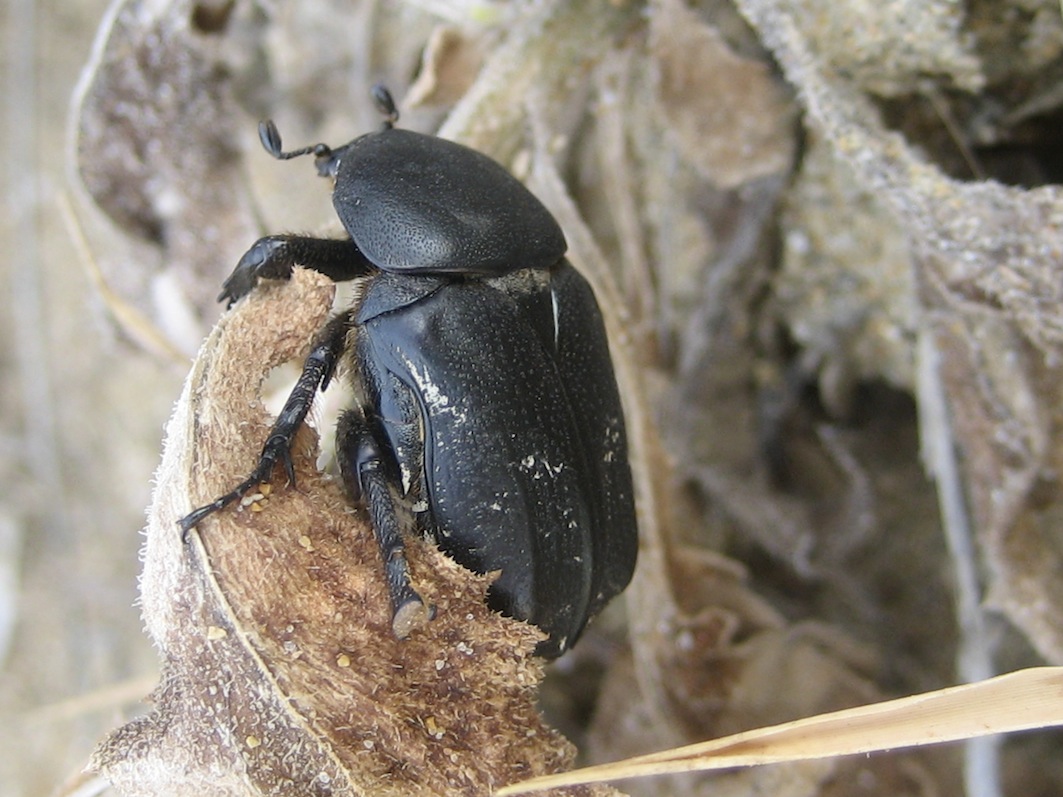 Aethiessa squamosa (azzoppata)