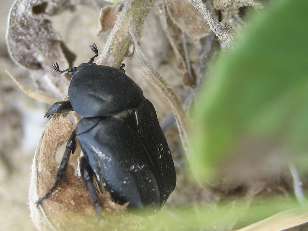 Aethiessa squamosa (azzoppata)