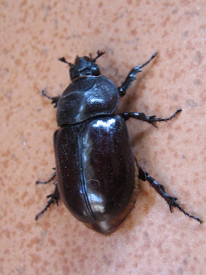 Oryctes nasicornis (femmina)