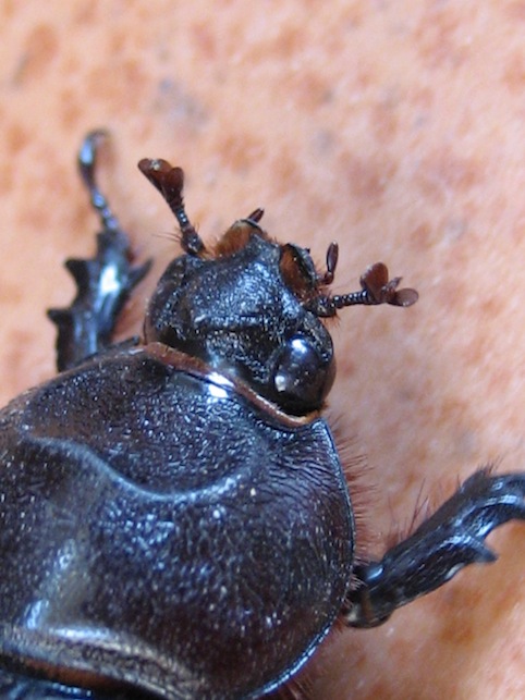 Oryctes nasicornis (femmina)