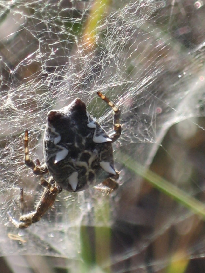 Cyrtophora citricola