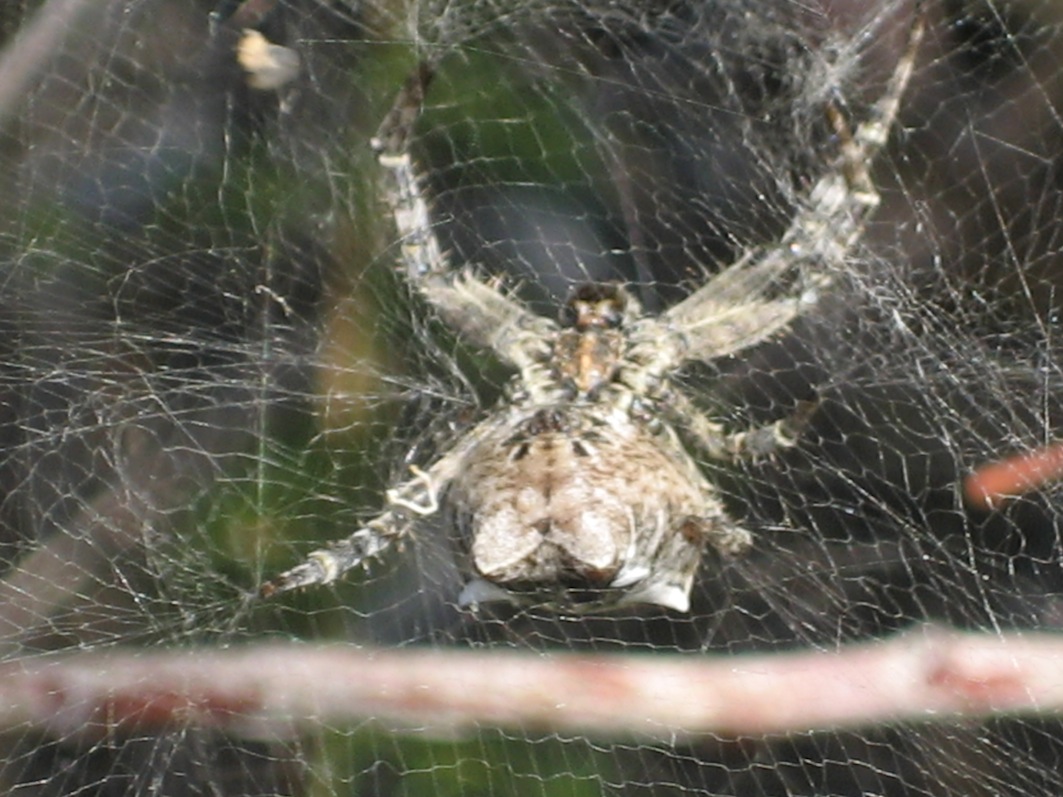 Cyrtophora citricola