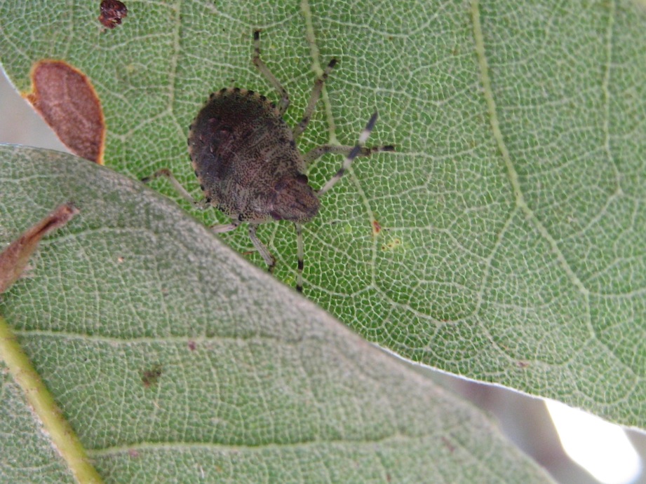 neanide di pentatomide.