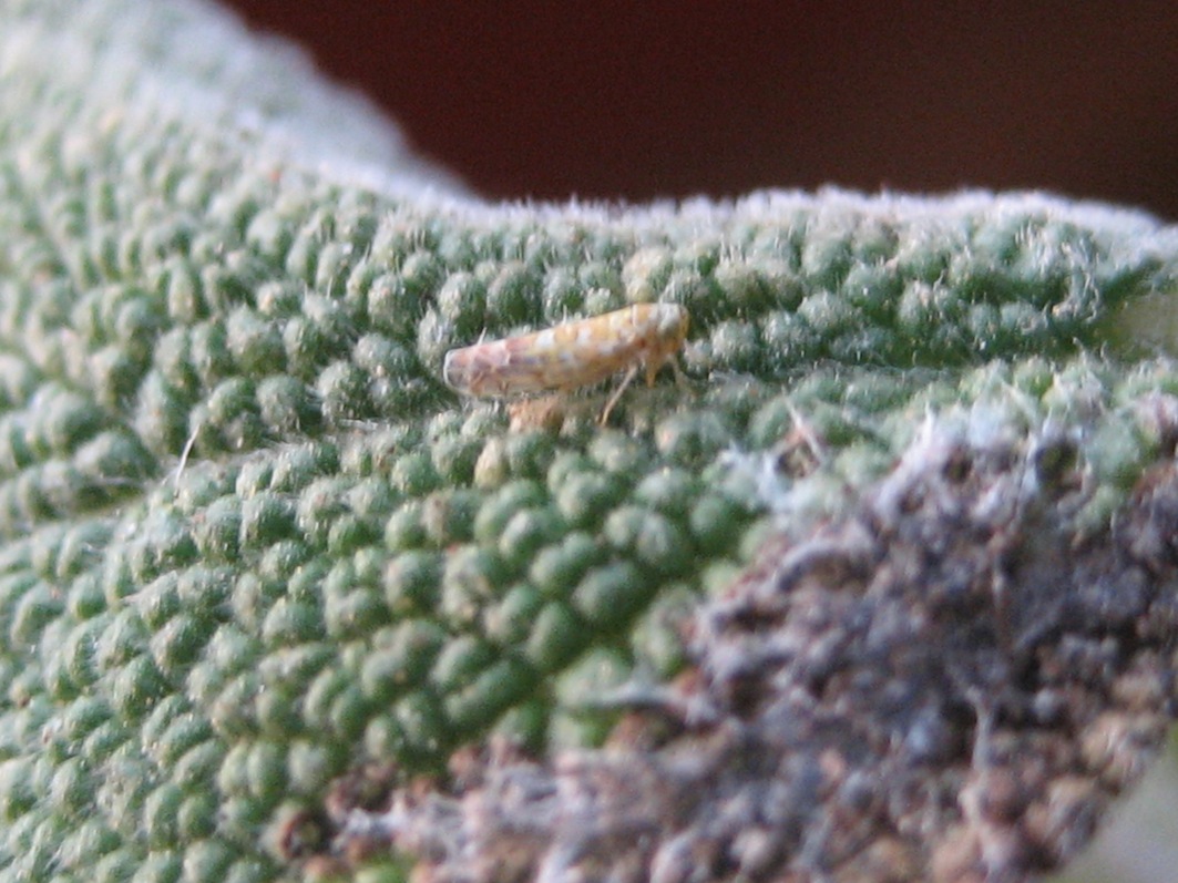 Eupteryx sp.