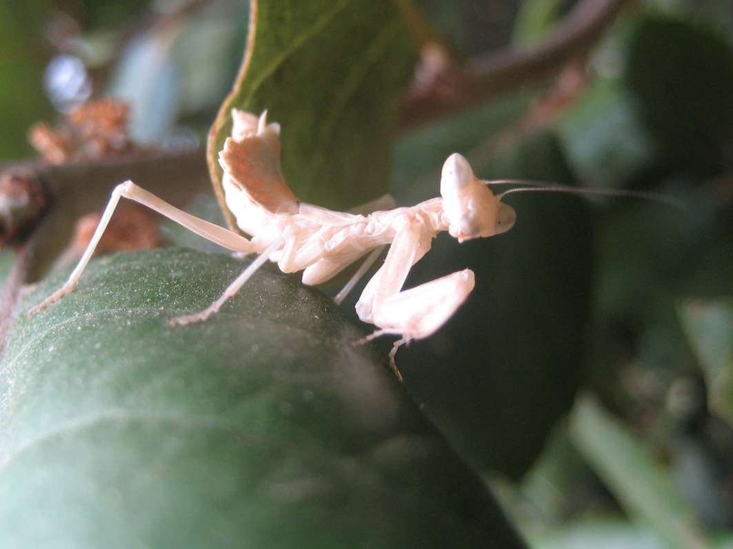 Ameles spallanzania