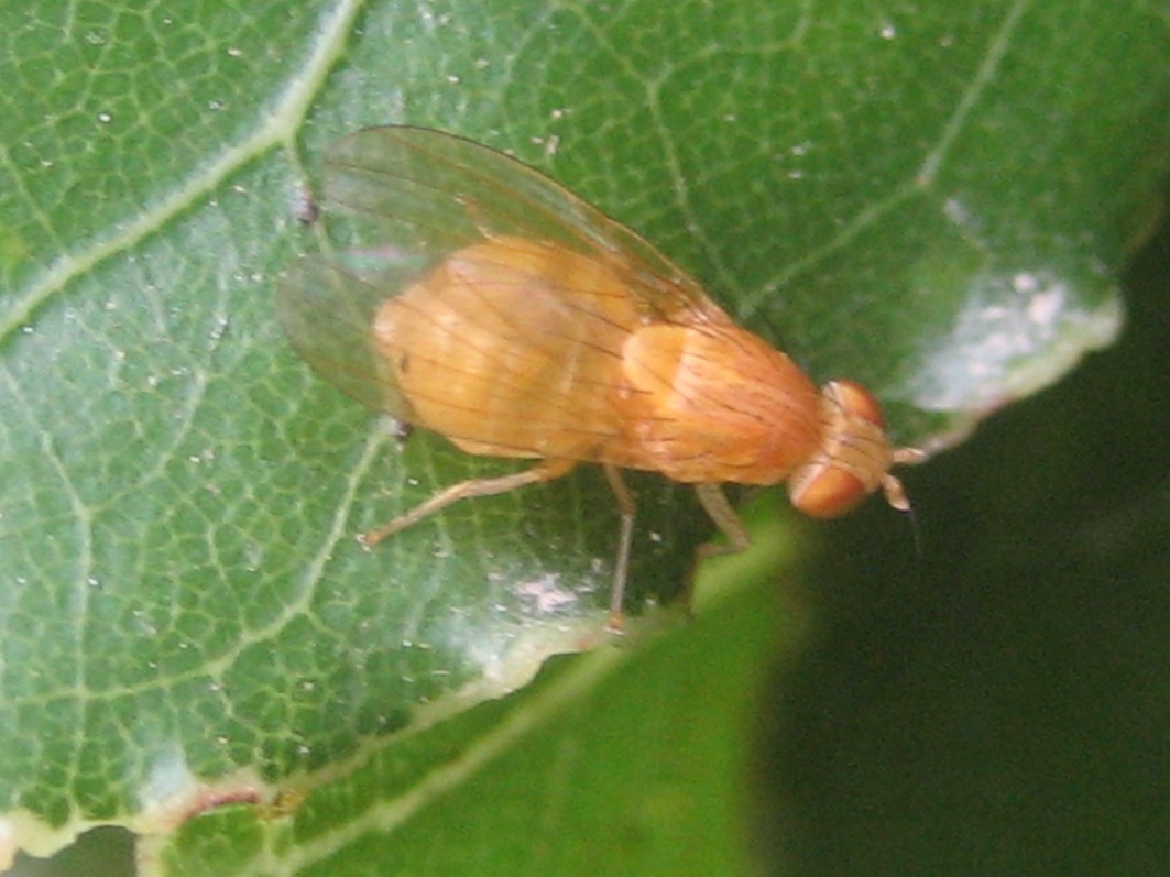 Lauxaniidae, Sapromyza sp.