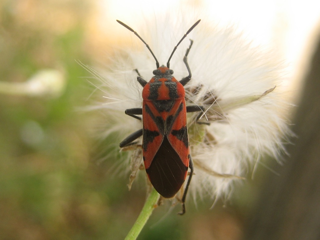 Lygaeidae: Spilostethus furcula di Catalunya (Montjuic-E )