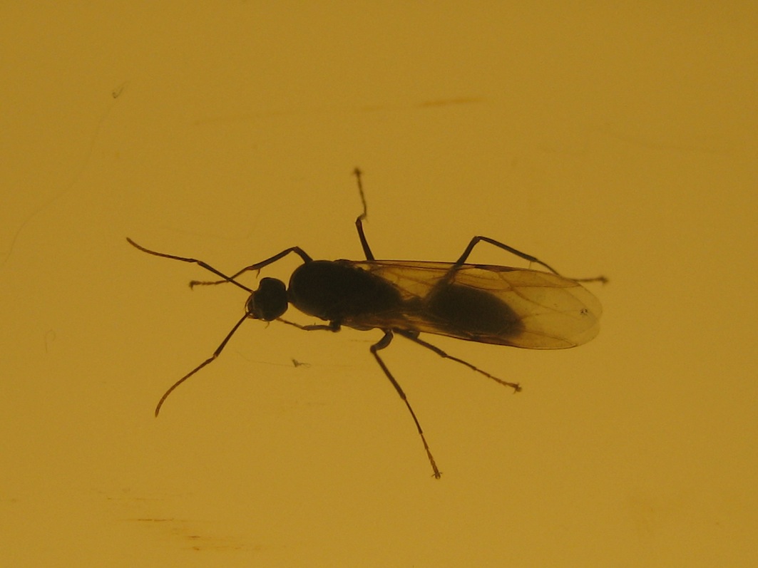 Camponotus sp. (maschio)