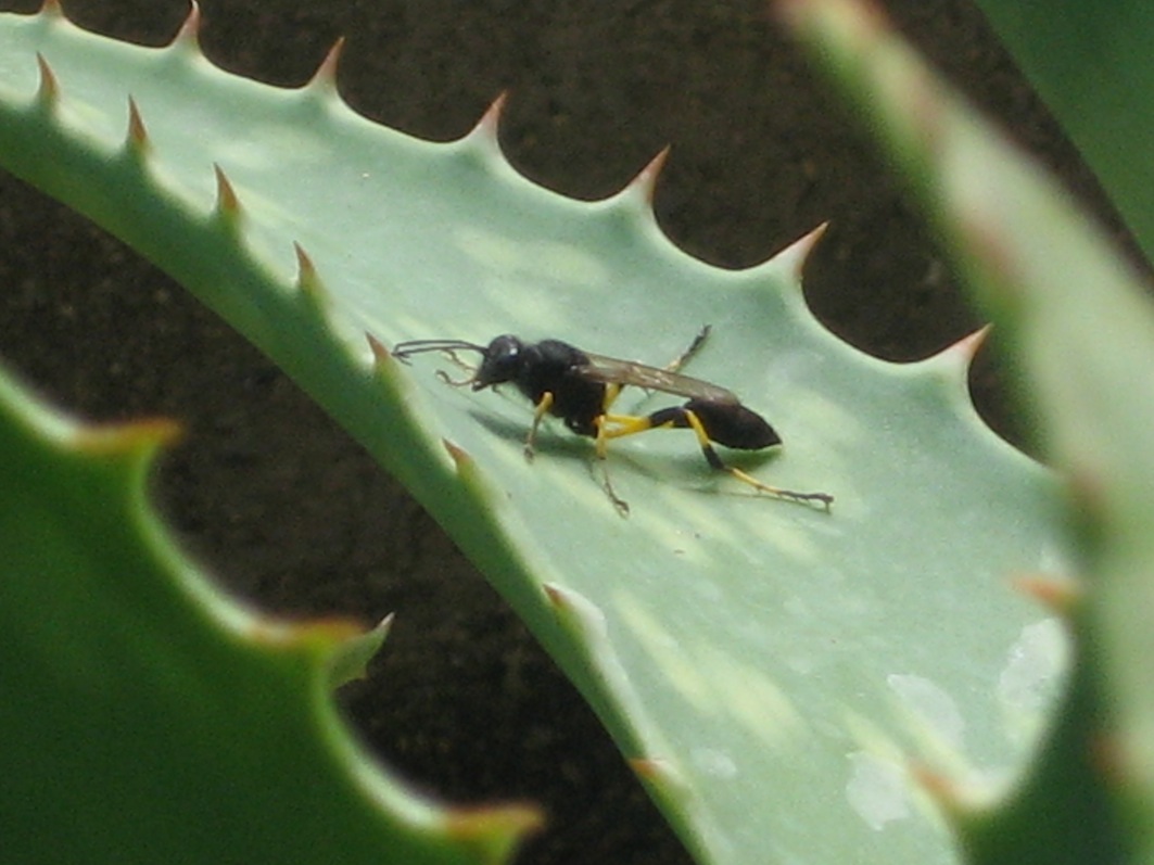 Sceliphron spirifex