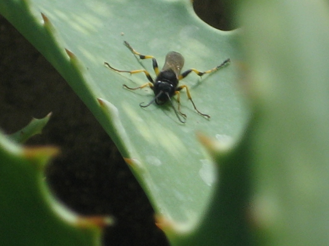 Sceliphron spirifex