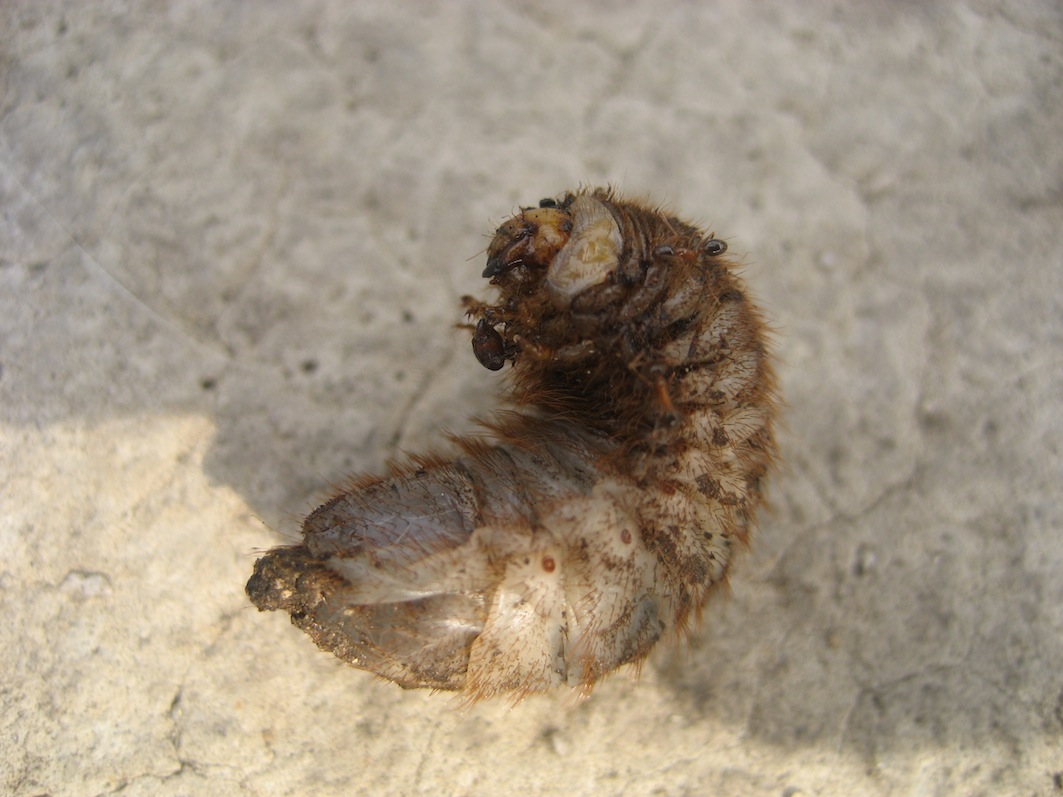 larva di Cetoniidae?