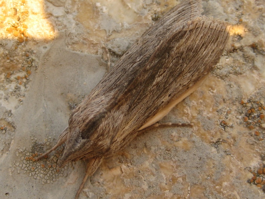 identificazione